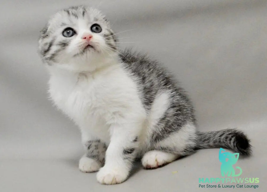 Vatson Scottish Fold male black silver spotted tabby bicolour - live animals