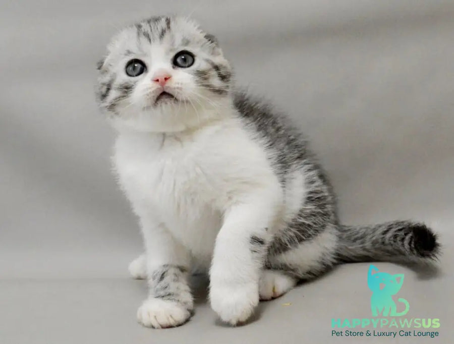 Vatson Scottish Fold male black silver spotted tabby bicolour - live animals