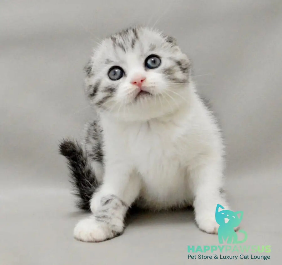 Vatson Scottish Fold male black silver spotted tabby bicolour - live animals