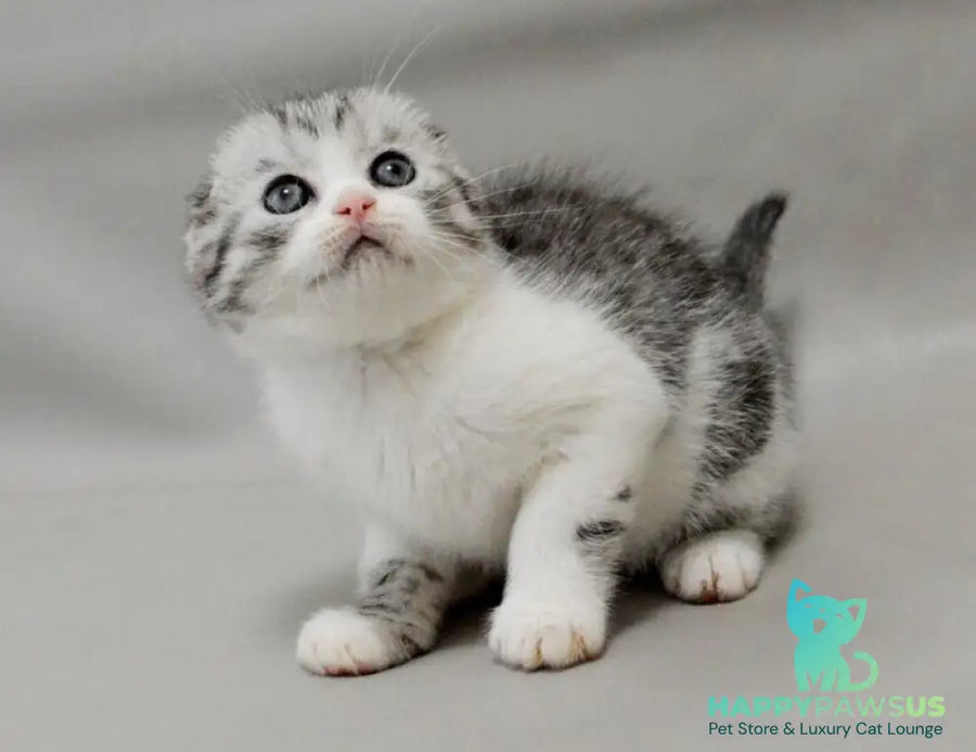 Vatson Scottish Fold male black silver spotted tabby bicolour - live animals