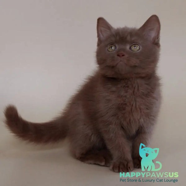 Vatson Scottish Fold male cinnamon - live animals