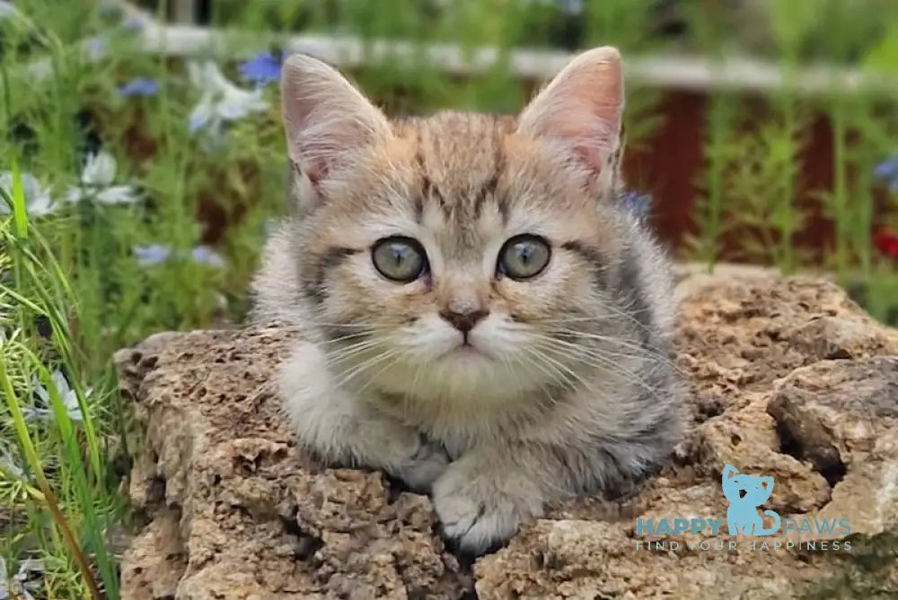 Vaylet British Shorthair female black spotted tabby live animals