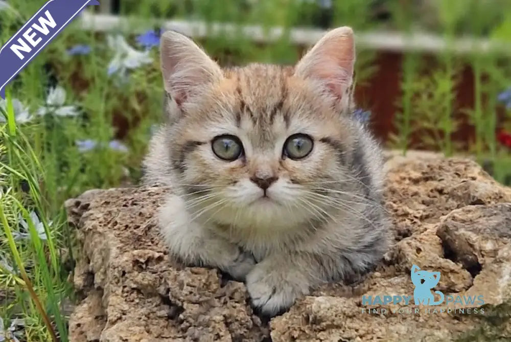 Vaylet British Shorthair female black spotted tabby live animals