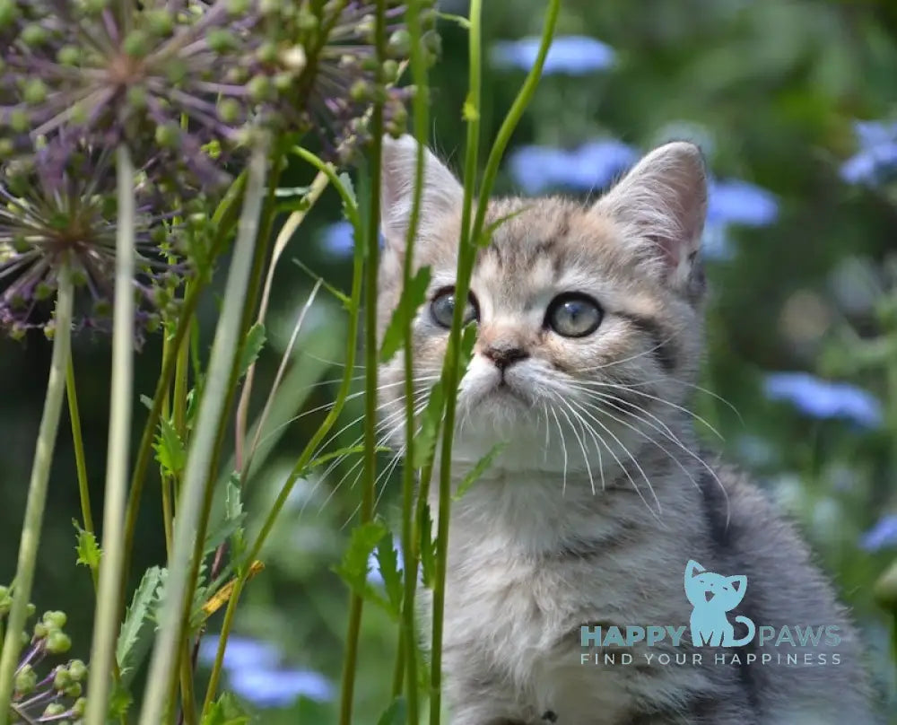 Vaylet British Shorthair female black spotted tabby live animals