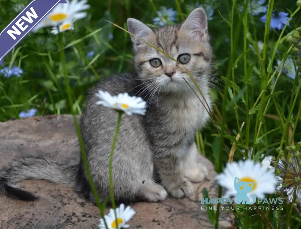 Vaylet British Shorthair female black spotted tabby live animals