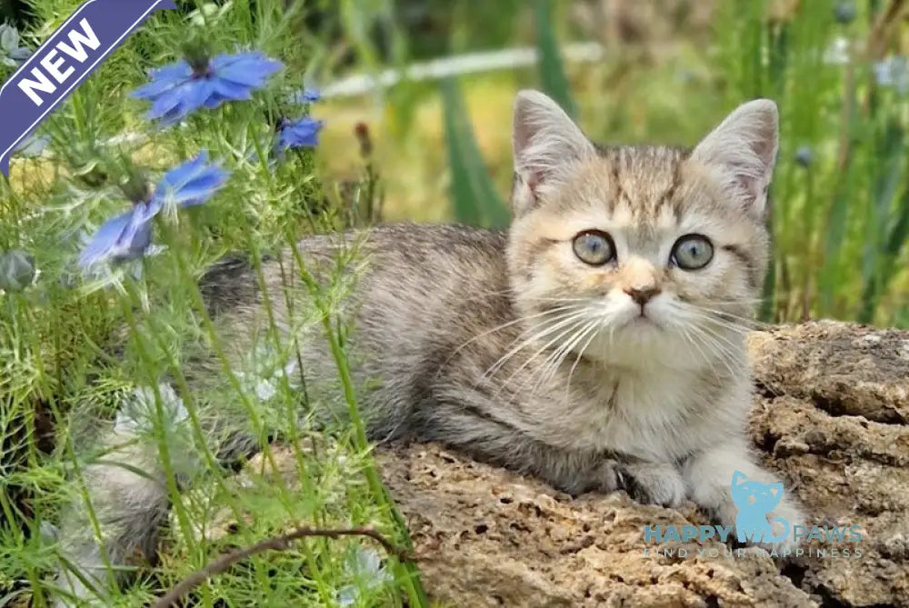 Vaylet British Shorthair female black spotted tabby live animals