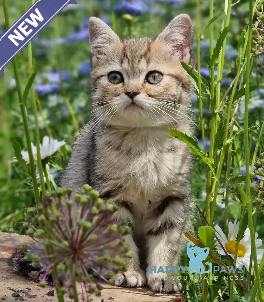 Vaylet British Shorthair female black spotted tabby live animals