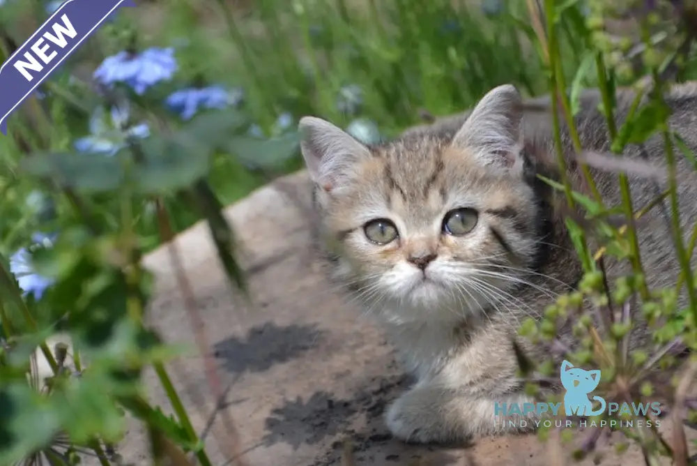 Vaylet British Shorthair female black spotted tabby live animals