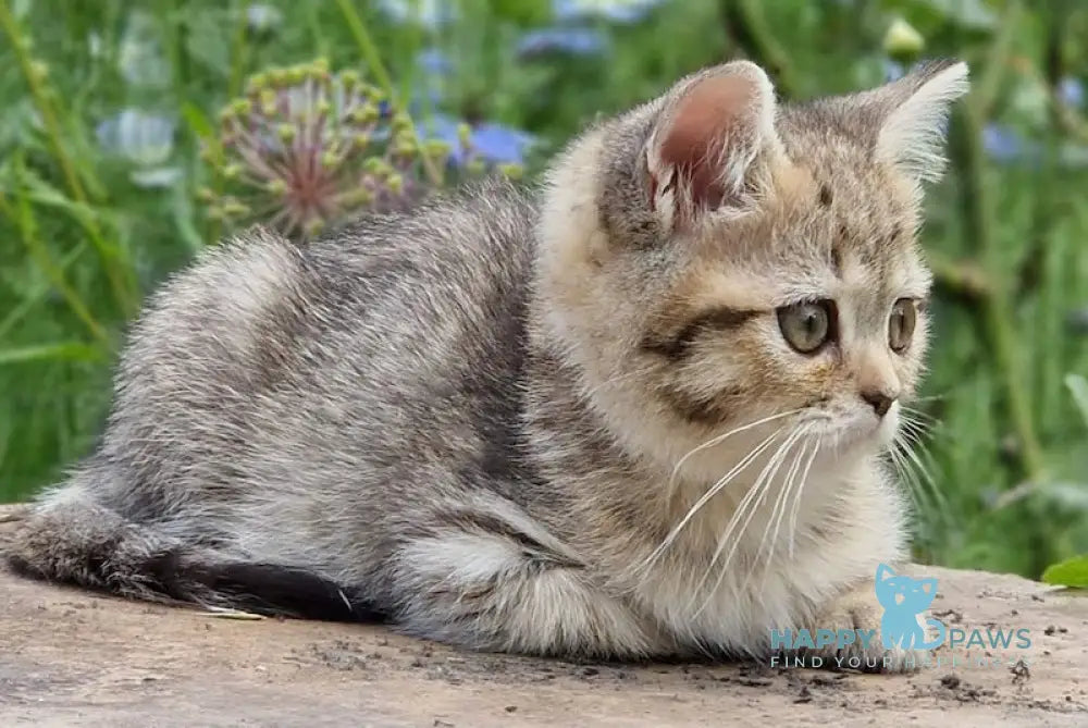 Vaylet British Shorthair female black spotted tabby live animals