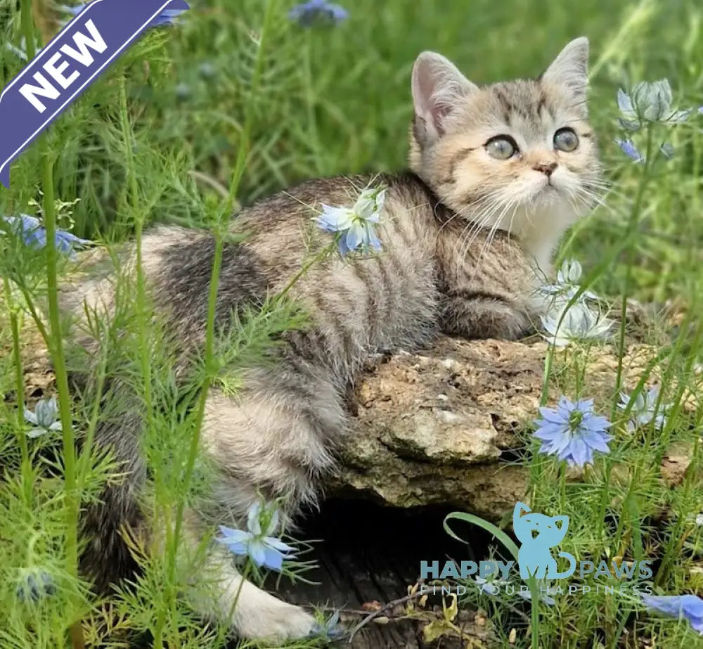Vaylet British Shorthair female black spotted tabby live animals