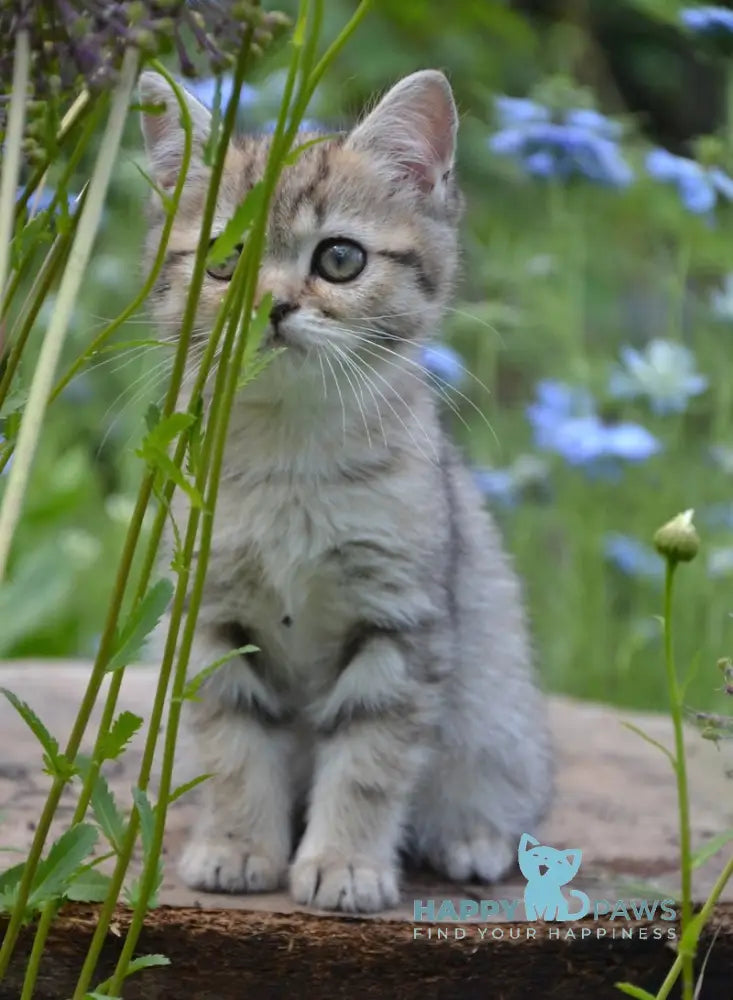 Vaylet British Shorthair female black spotted tabby live animals