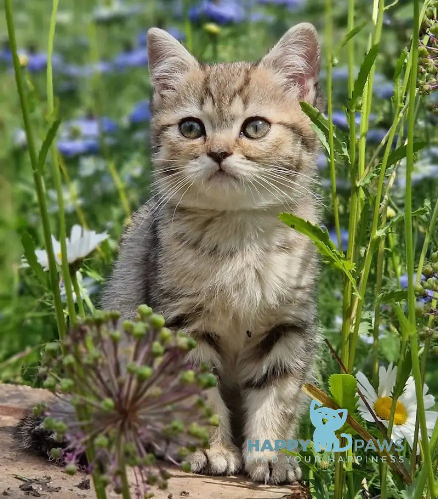 Vaylet British Shorthair female black spotted tabby live animals