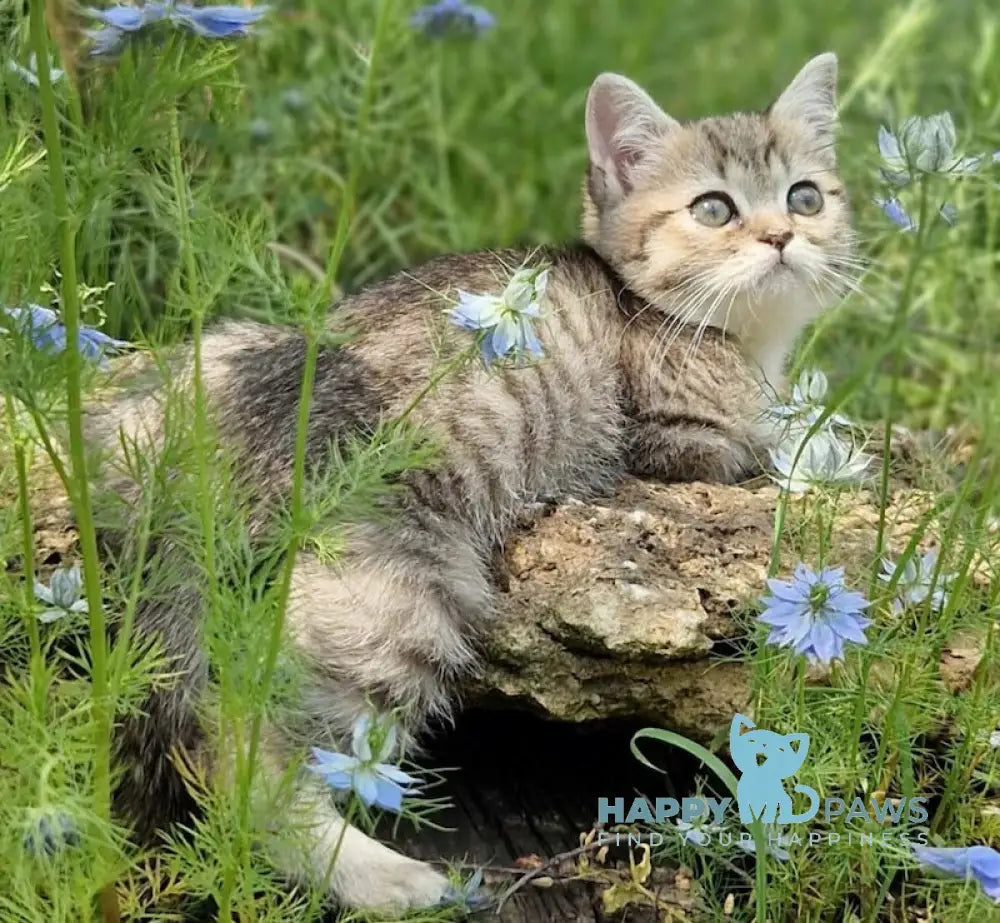Vaylet British Shorthair female black spotted tabby live animals