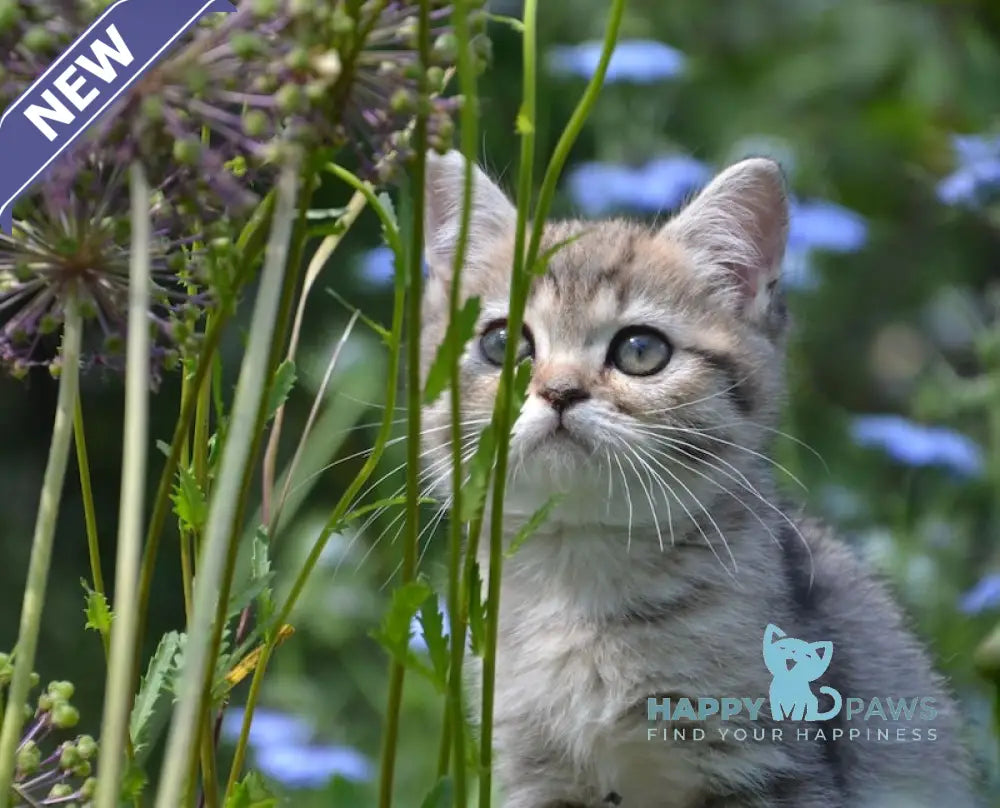 Vaylet British Shorthair female black spotted tabby live animals