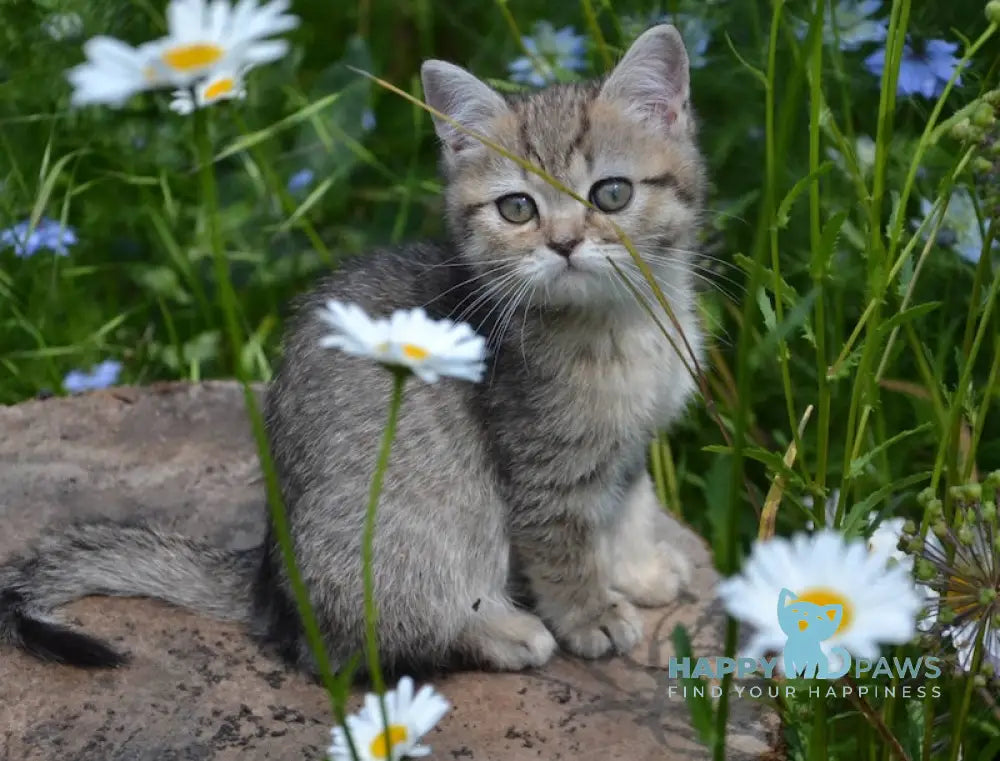 Vaylet British Shorthair female black spotted tabby live animals