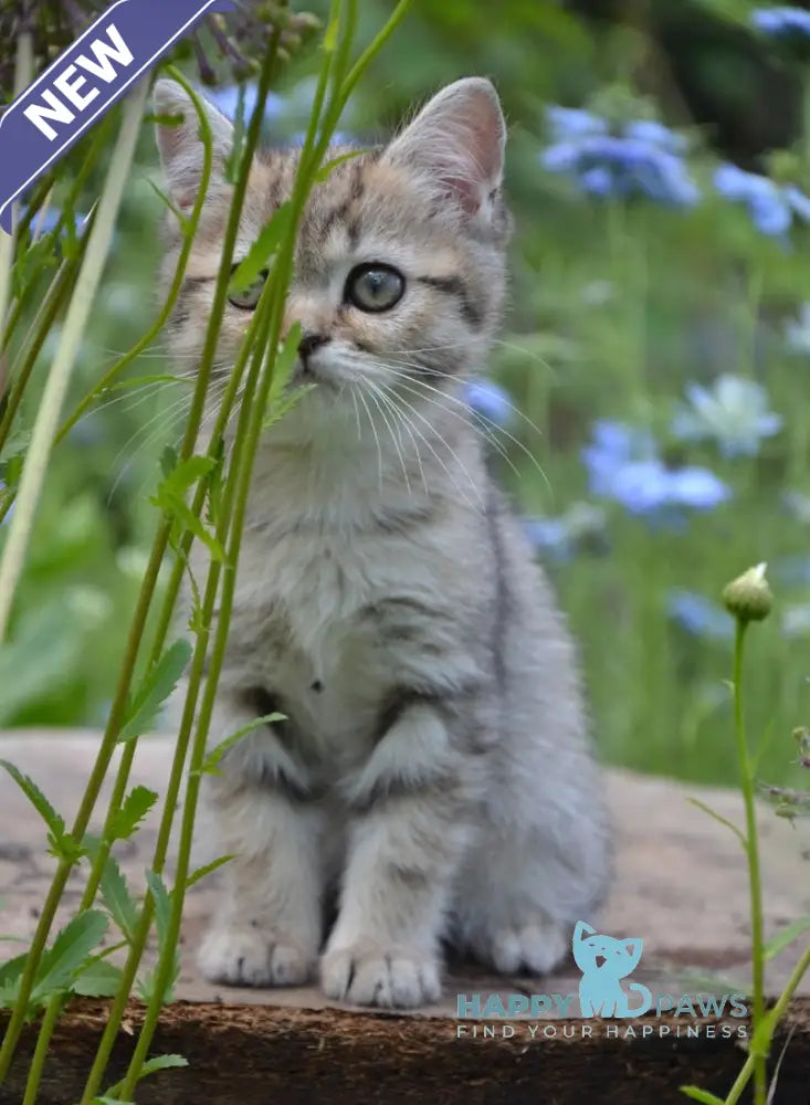 Vaylet British Shorthair female black spotted tabby live animals