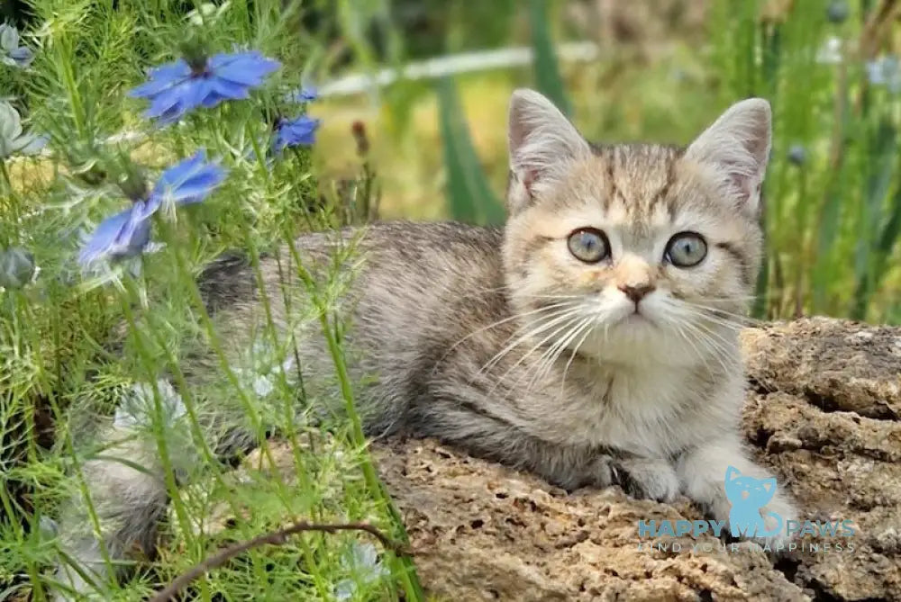 Vaylet British Shorthair female black spotted tabby live animals