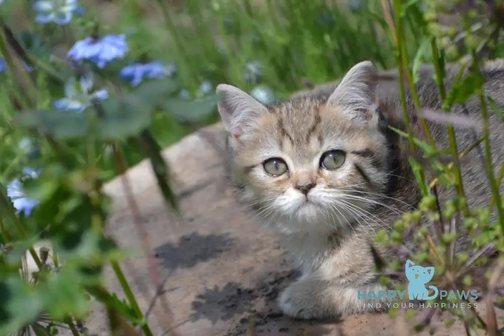 Vaylet British Shorthair female black spotted tabby live animals