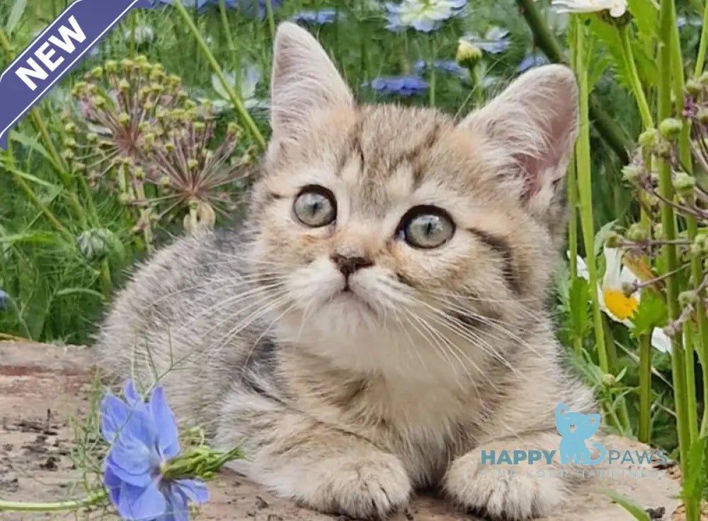 Vaylet British Shorthair female black spotted tabby live animals