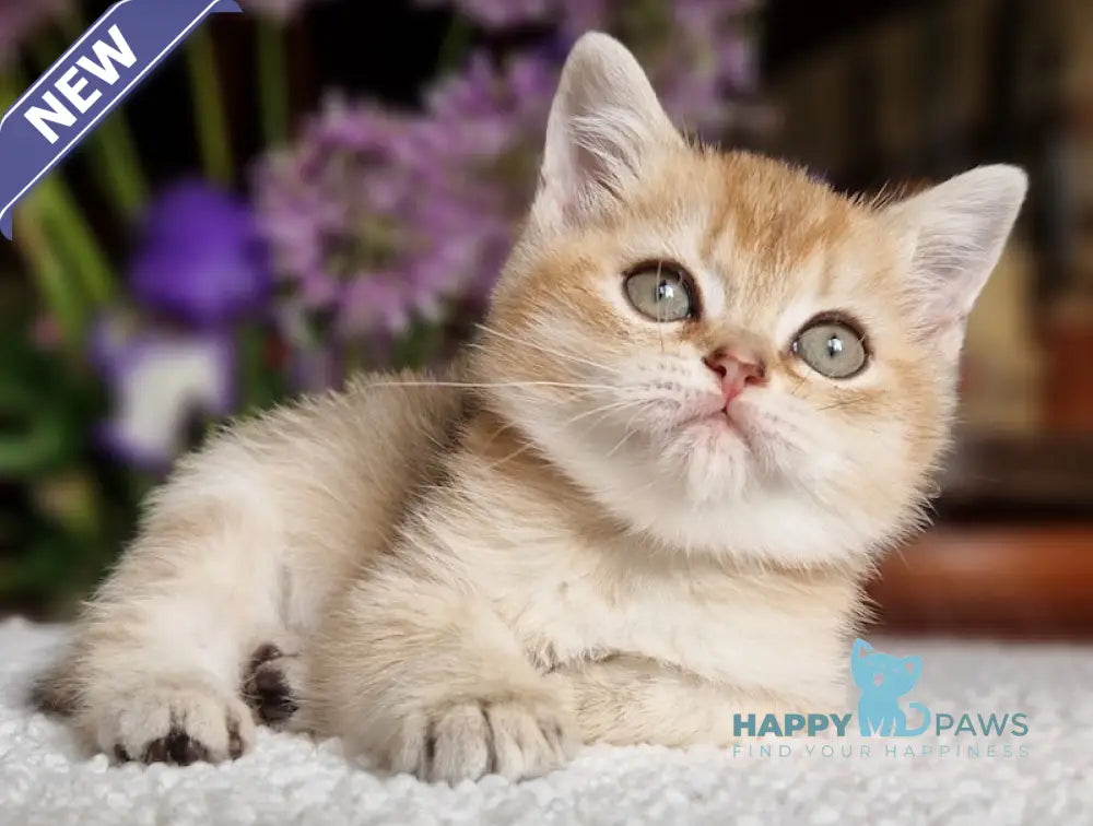 Vays British Shorthair male black golden shaded live animals
