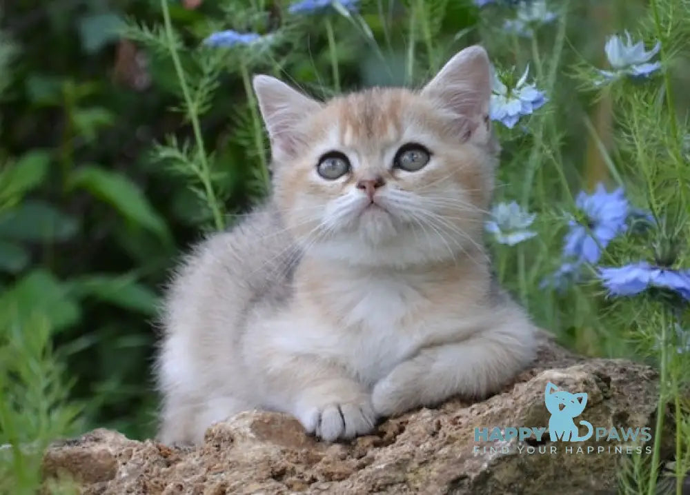 Vays British Shorthair male black golden shaded live animals
