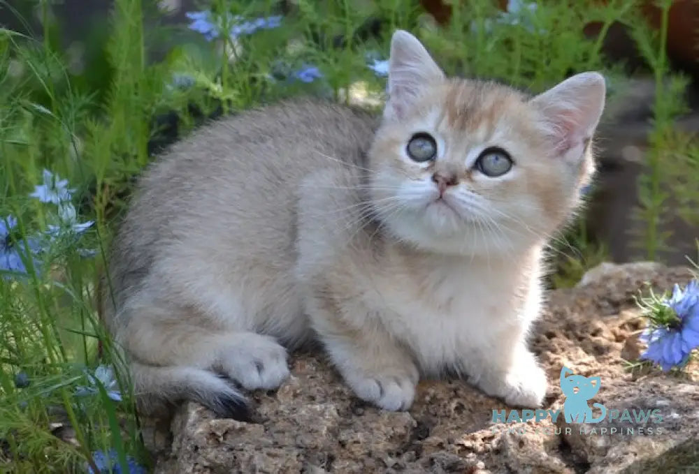 Vays British Shorthair male black golden shaded live animals
