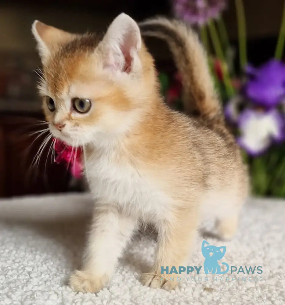 Vays British Shorthair male black golden shaded live animals