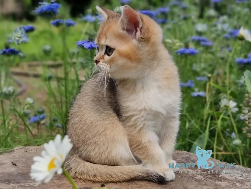 Vays British Shorthair male black golden shaded live animals