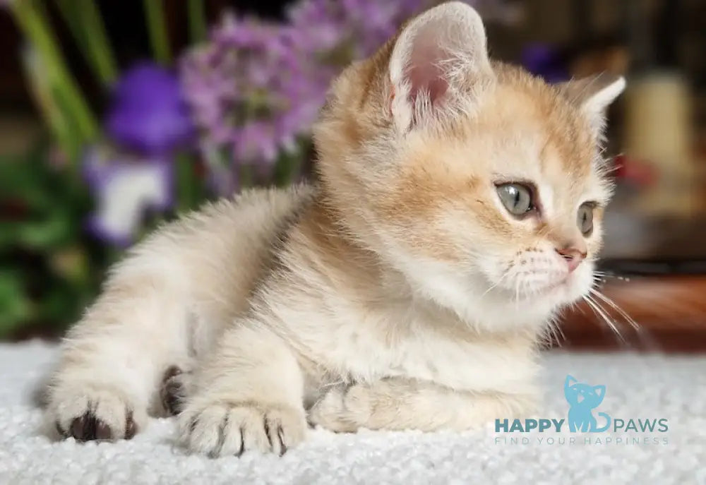Vays British Shorthair male black golden shaded live animals