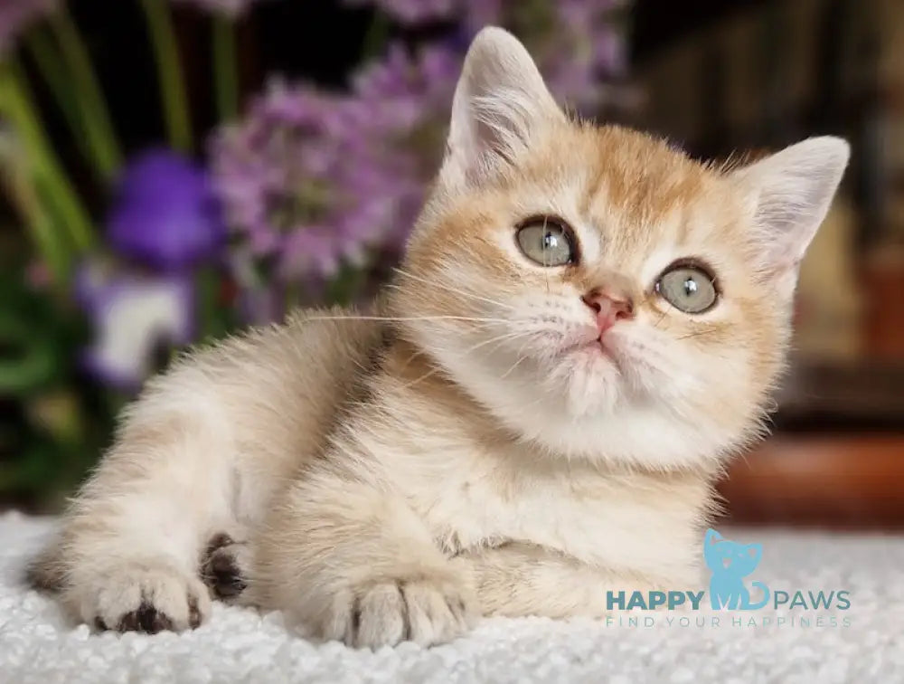 Vays British Shorthair male black golden shaded live animals