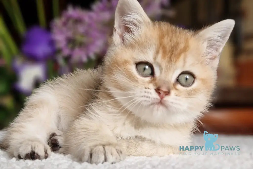 Vays British Shorthair male black golden shaded live animals