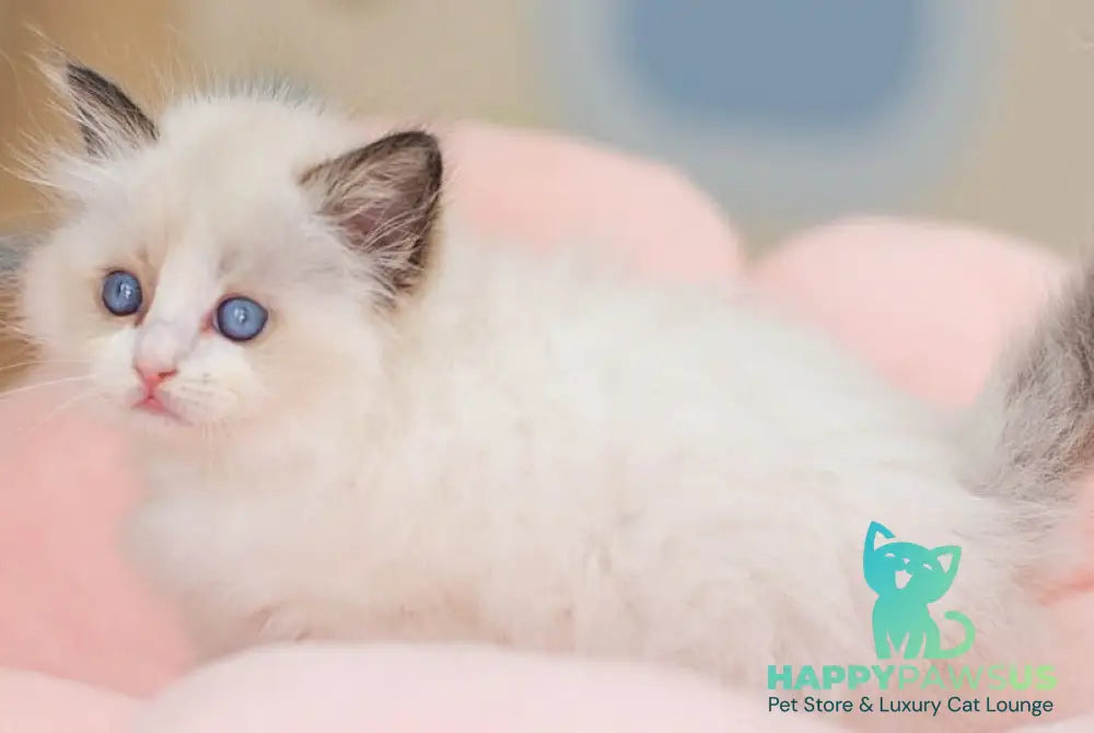 Veda Ragdoll female seal bicolour - live animals