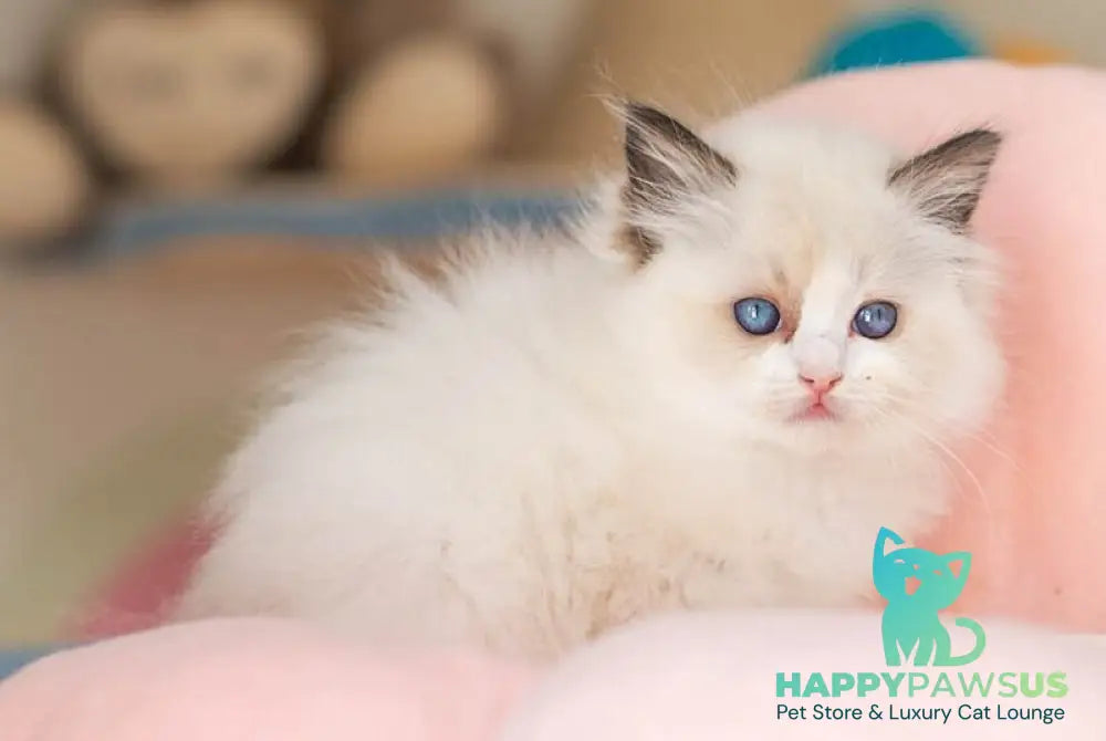 Veda Ragdoll female seal bicolour - live animals