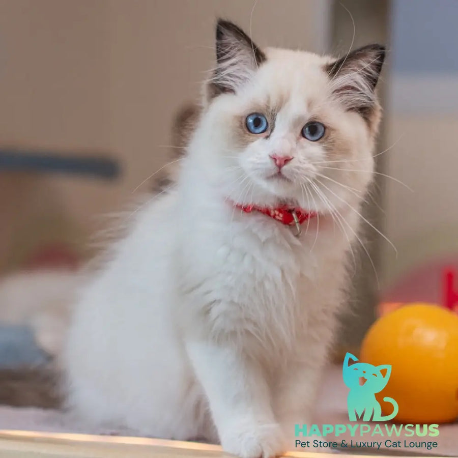 Veda Ragdoll female seal bicolour - live animals