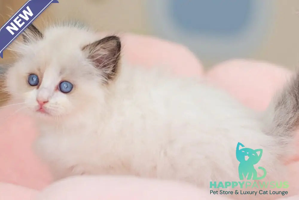 Veda Ragdoll female seal bicolour - live animals