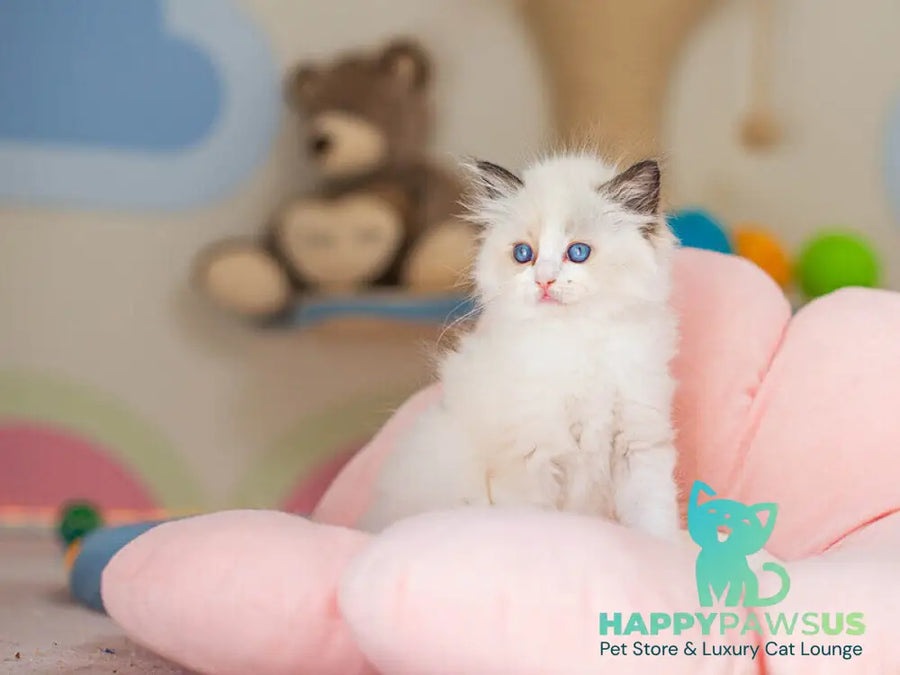 Veda Ragdoll female seal bicolour - live animals