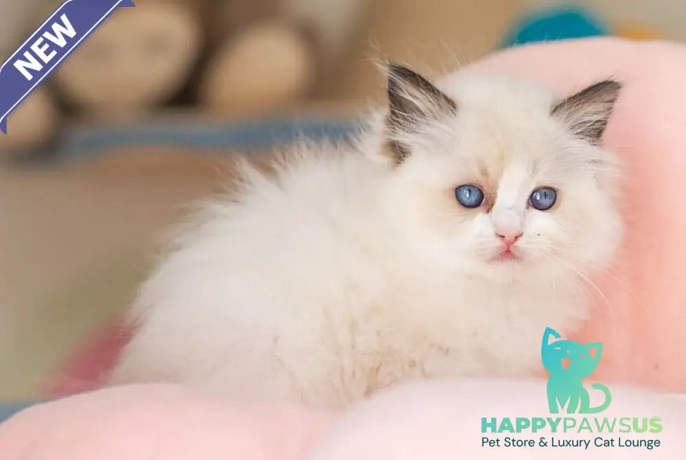 Veda Ragdoll female seal bicolour - live animals