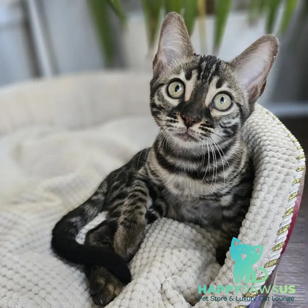 Vega Bengal female black amber spotted tabby - live animals