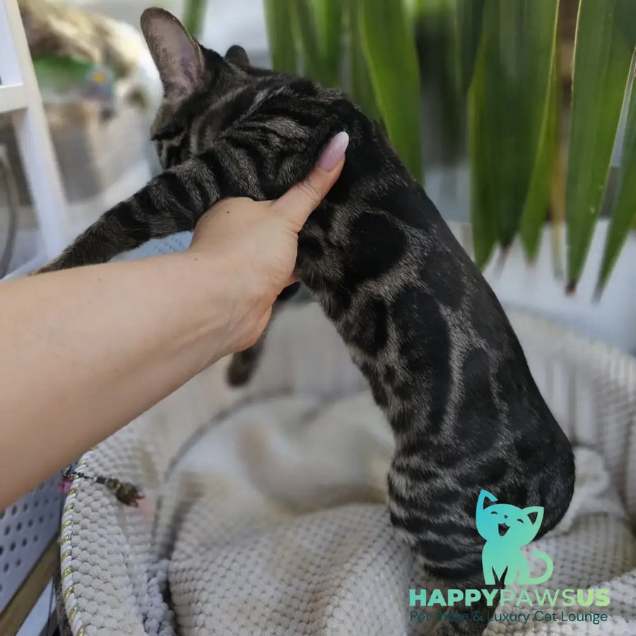 Vega Bengal female black amber spotted tabby - live animals