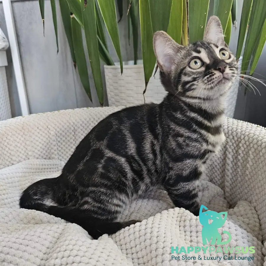 Vega Bengal female black amber spotted tabby - live animals