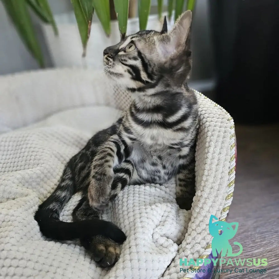Vega Bengal female black amber spotted tabby - live animals