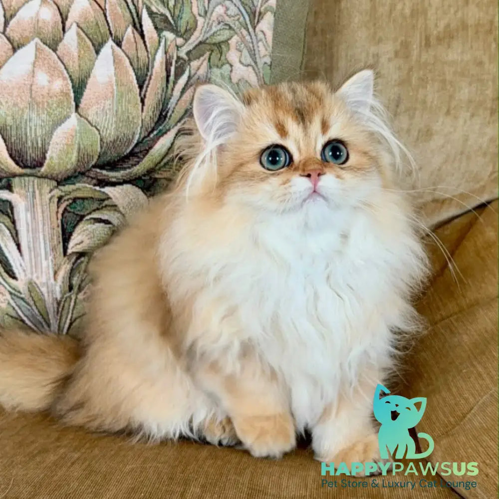 Vegas British Shorthair male black golden shaded - live animals