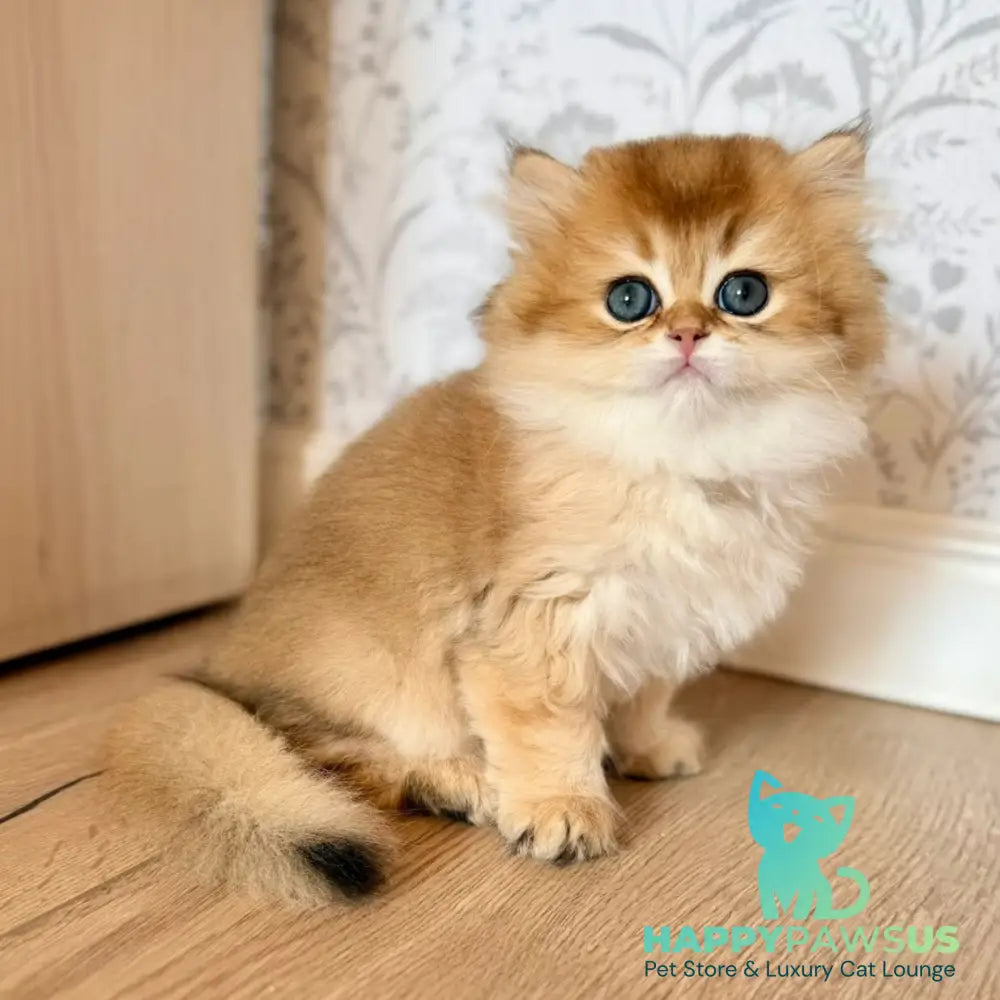 Vegas British Shorthair male black golden shaded - live animals