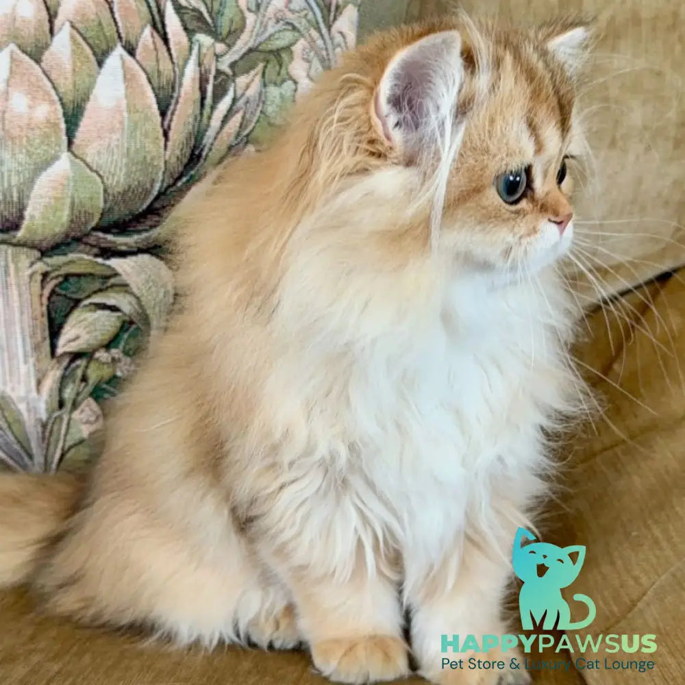 Vegas British Shorthair male black golden shaded - live animals