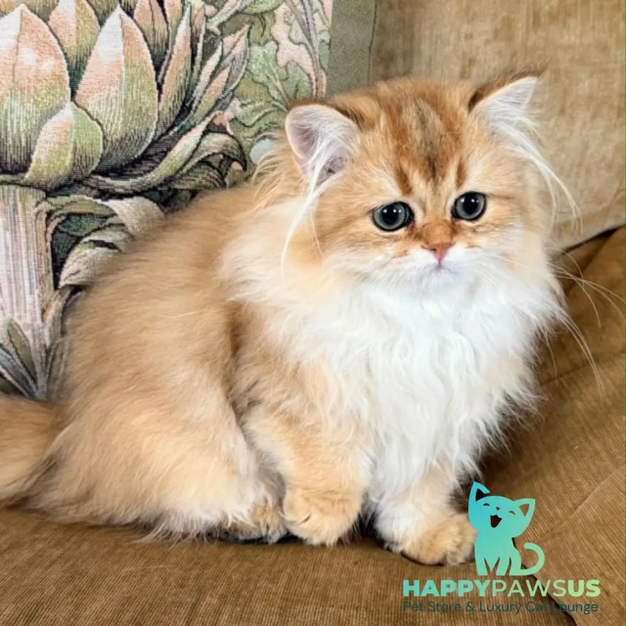 Vegas British Shorthair male black golden shaded - live animals