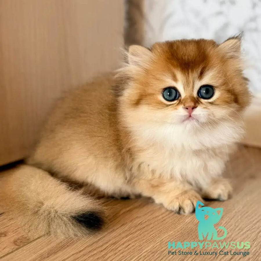 Vegas British Shorthair male black golden shaded - live animals