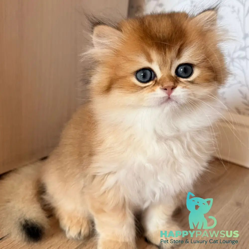 Vegas British Shorthair male black golden shaded - live animals