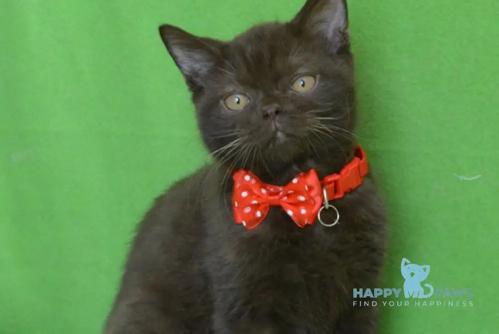 Vegas British Shorthair male chocolate live animals
