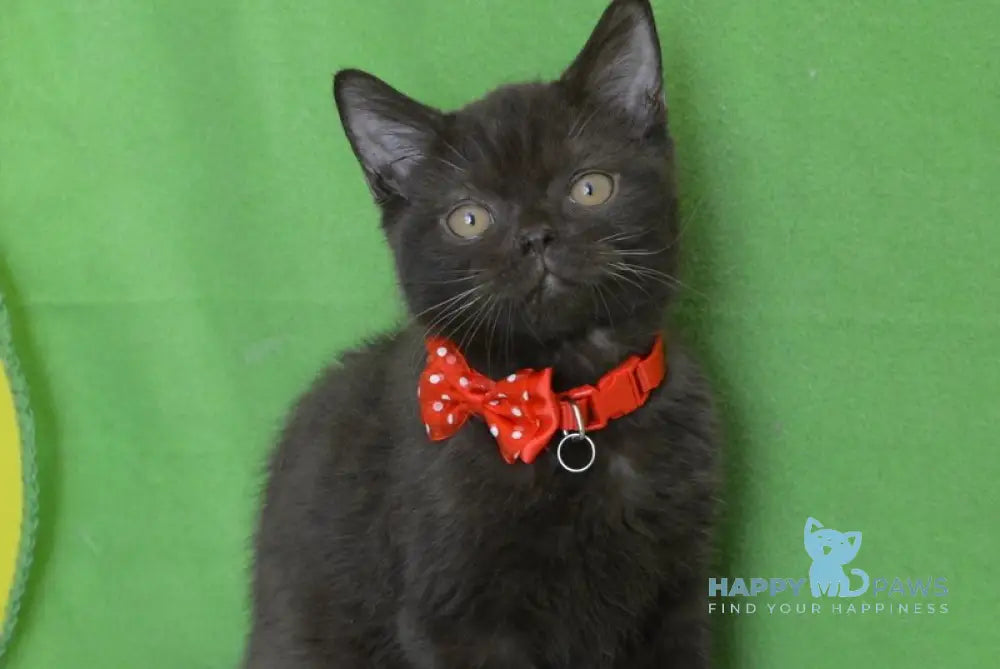 Vegas British Shorthair male chocolate live animals