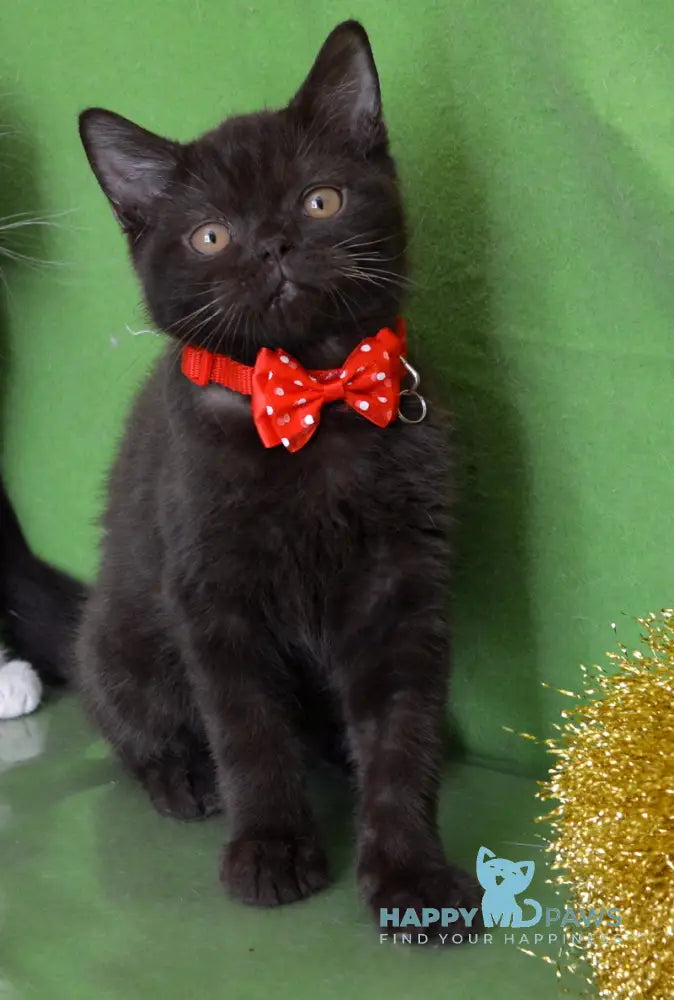 Vegas British Shorthair male chocolate live animals